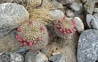 Vista previa de Gymnocalycium saglionis