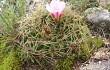 Vista previa de Gymnocalycium monvillei