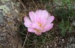 Vista previa de Gymnocalycium monvillei