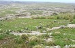 Vista previa de Gymnocalycium monvillei