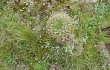 Anteprima di Gymnocalycium monvillei