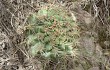 Anteprima di Gymnocalycium monvillei