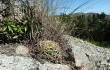 Anteprima di Gymnocalycium monvillei