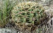 Anteprima di Gymnocalycium monvillei