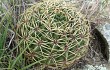 Vista previa de Gymnocalycium monvillei