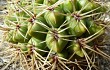 Vista previa de Gymnocalycium monvillei