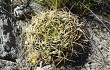 Anteprima di Gymnocalycium monvillei