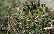 Vista previa de Gymnocalycium monvillei