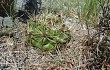 Anteprima di Gymnocalycium monvillei