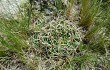 Anteprima di Gymnocalycium monvillei