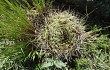 Anteprima di Gymnocalycium monvillei