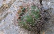 Anteprima di Gymnocalycium nigriareolatum