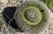 Anteprima di Gymnocalycium nigriareolatum