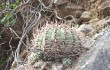 Anteprima di Gymnocalycium nigriareolatum