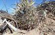 Anteprima di Gymnocalycium nigriareolatum