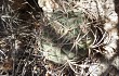 Anteprima di Gymnocalycium nigriareolatum