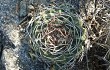 Anteprima di Gymnocalycium nigriareolatum