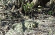 Anteprima di Gymnocalycium nigriareolatum