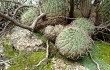 Anteprima di Gymnocalycium nigriareolatum