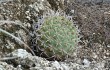 Anteprima di Gymnocalycium nigriareolatum