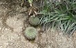 Anteprima di Gymnocalycium nigriareolatum