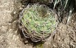 Anteprima di Gymnocalycium nigriareolatum