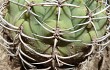 Anteprima di Gymnocalycium nigriareolatum