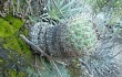 Anteprima di Gymnocalycium nigriareolatum