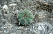 Anteprima di Gymnocalycium nigriareolatum