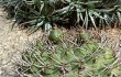 Anteprima di Gymnocalycium nigriareolatum