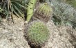 Anteprima di Gymnocalycium nigriareolatum