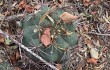 Preview photo Gymnocalycium pflanzii