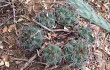 Preview photo Gymnocalycium pflanzii