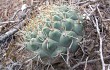 Vista previa de Gymnocalycium pflanzii