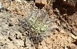 Vista previa de Gymnocalycium pflanzii