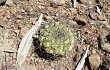 Anteprima di Gymnocalycium pflanzii