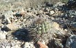 Preview photo Gymnocalycium pflanzii