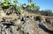 Vista previa de Gymnocalycium pflanzii