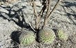 Preview photo Gymnocalycium pflanzii