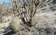 Anteprima di Gymnocalycium pflanzii