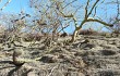 Vista previa de Gymnocalycium pflanzii