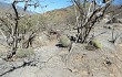 Vista previa de Gymnocalycium pflanzii