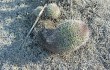 Anteprima di Gymnocalycium pflanzii