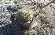 Vista previa de Gymnocalycium pflanzii