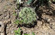 Vista previa de Gymnocalycium pflanzii