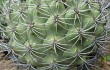 Anteprima di Gymnocalycium pflanzii