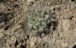 Vista previa de Gymnocalycium pflanzii