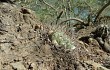 Preview photo Gymnocalycium pflanzii