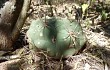 Vista previa de Gymnocalycium pflanzii