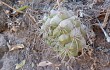 Vista previa de Gymnocalycium pflanzii